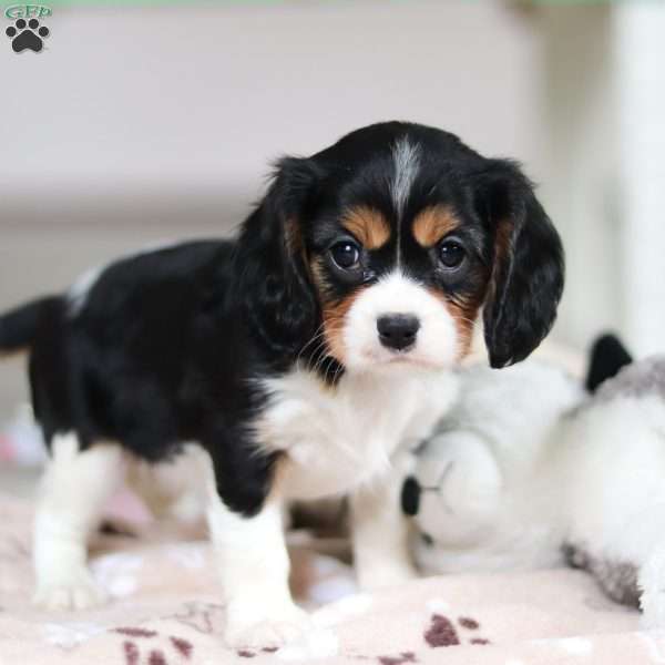Mae, Cavalier King Charles Spaniel Puppy
